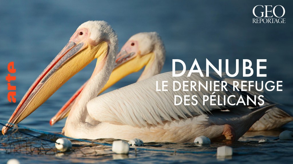 Delta du Danube : tensions entre pêcheurs, écologistes et touristes autour des&nbsp;pélicans